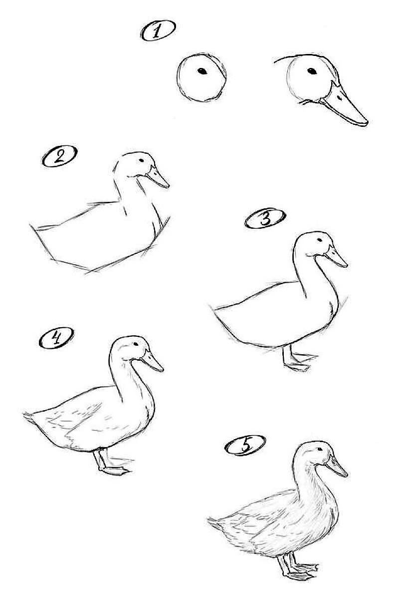 Desenhos de Pato - Esboço