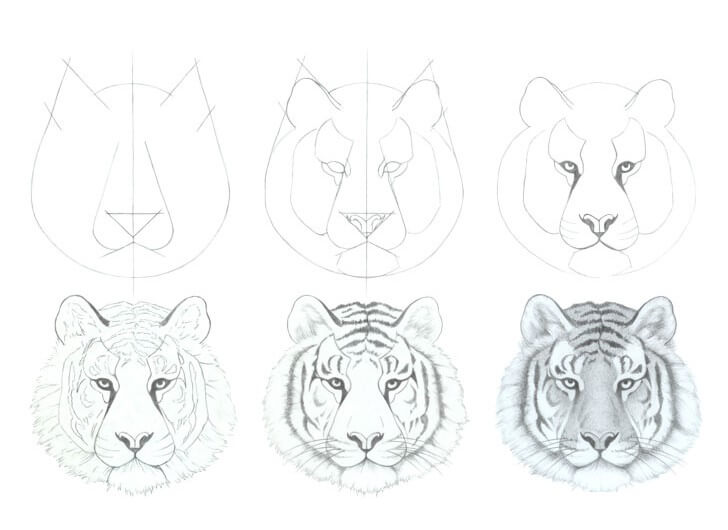 Desenhos de Cabeça de tigre