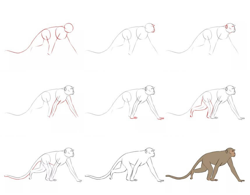 Desenhos de Macaco realista