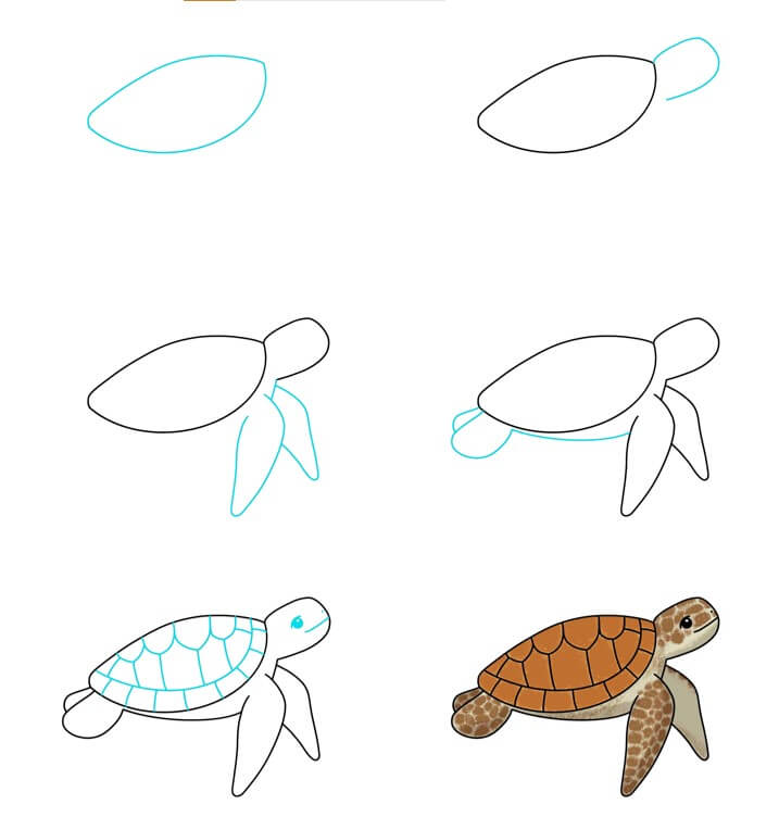 Desenhos de Tartaruga de sobrancelha