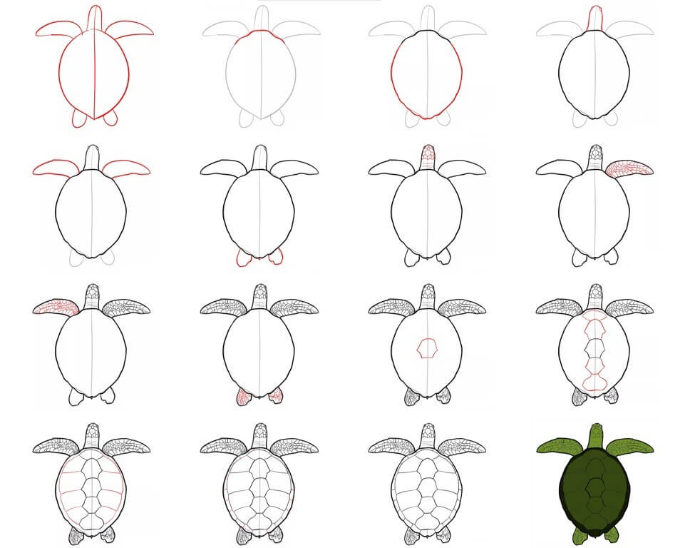 Desenhos de Vista superior da tartaruga
