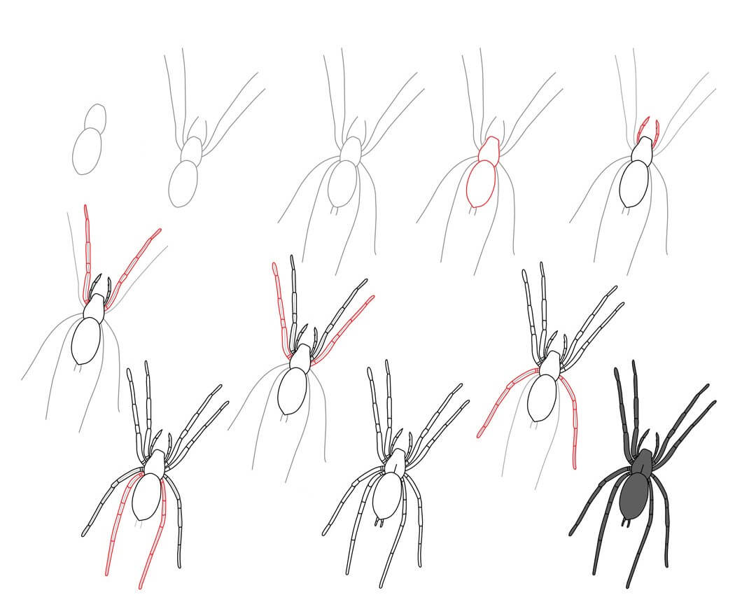 Desenhos de Aranha de pernas longas