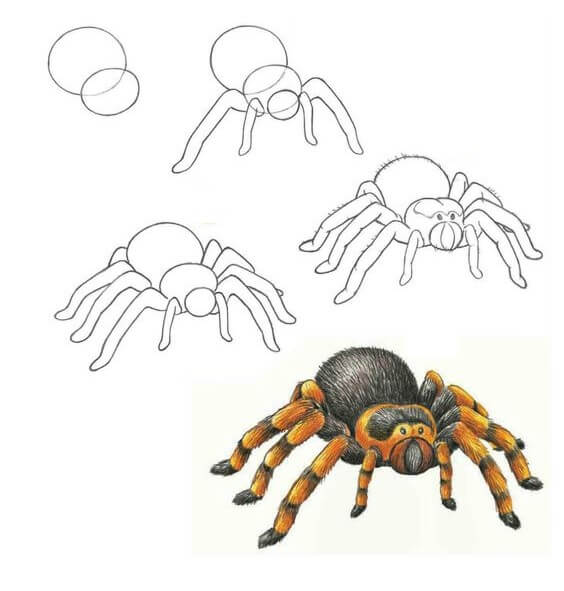 Desenhos de Aranha detalhada
