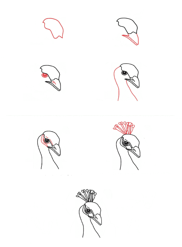 Desenhos de Cabeça de pavão