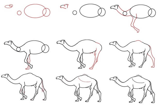 Desenhos de Camelinho grátis