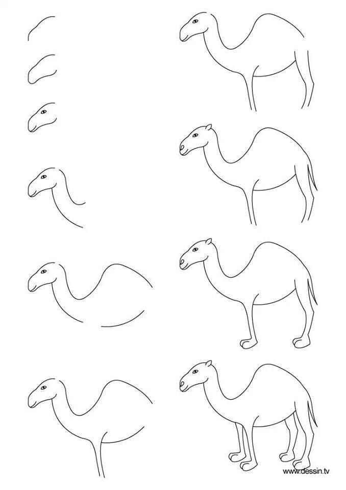 Desenhos de Camelo em pé