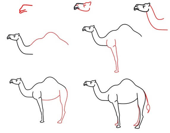 Desenhos de Camelo grátis