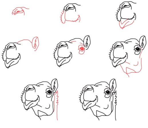 Desenhos de Cara de camelo