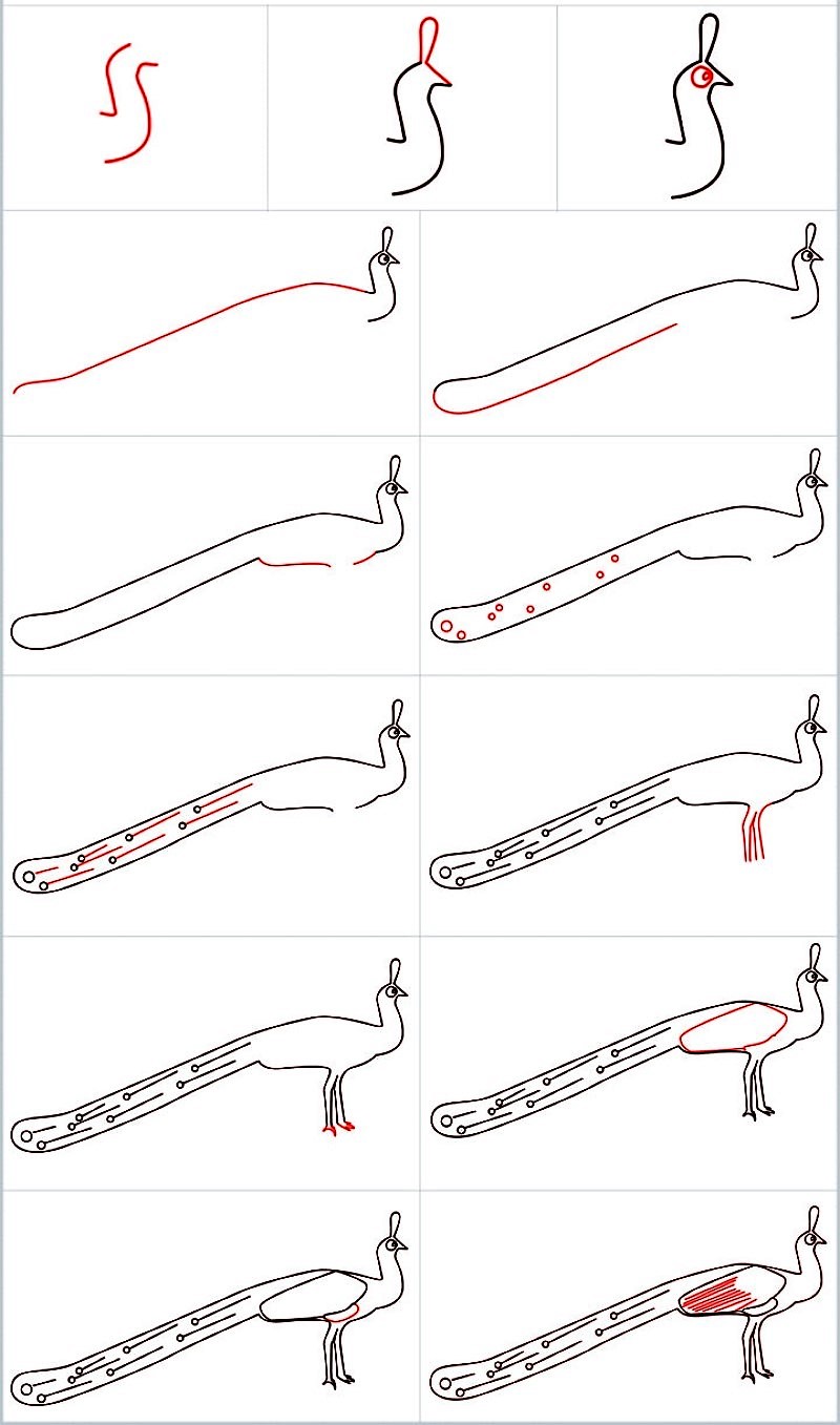 Desenhos de Cauda longa de pavão