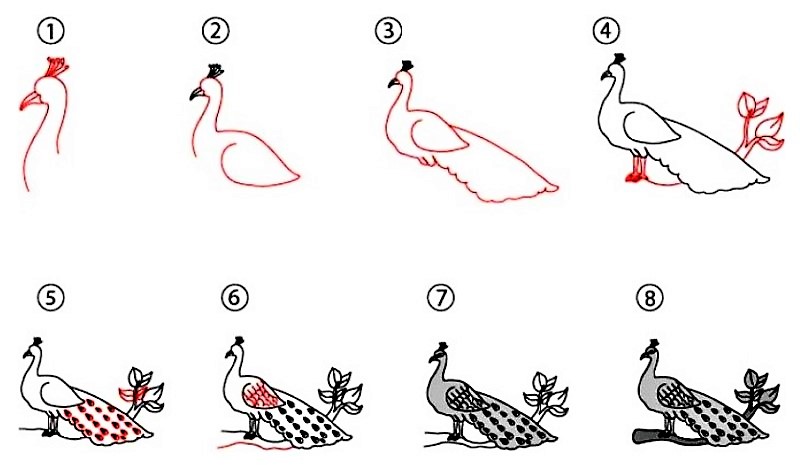 Desenhos de Estampa de pavão