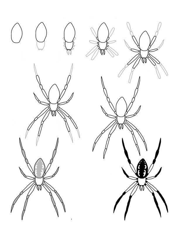 Desenhos de Natureza das aranhas
