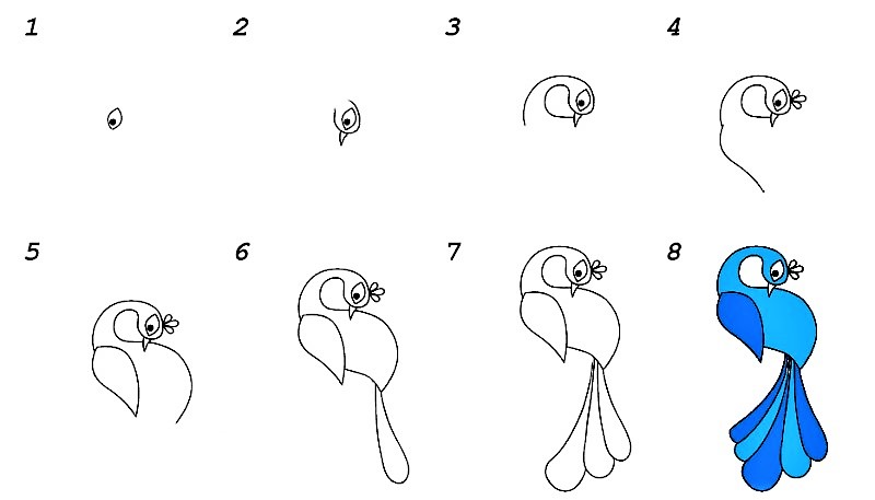 Desenhos de Pavão se retrai