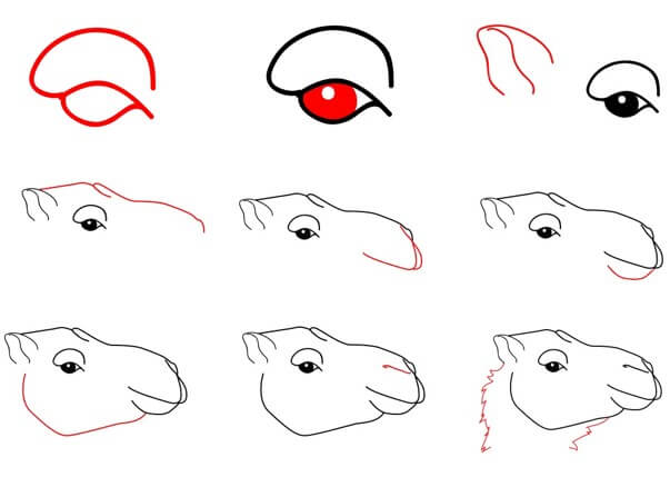 Desenhos de Pequeno camelo