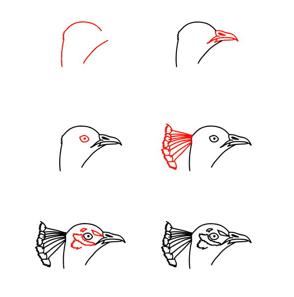 Desenhos de Rosto de pavão