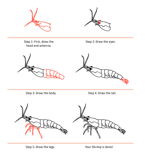 Desenhos de Um camarão detalhado