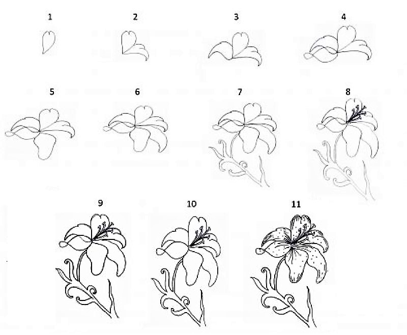 Desenhos de Ideia de flor de lírio 4