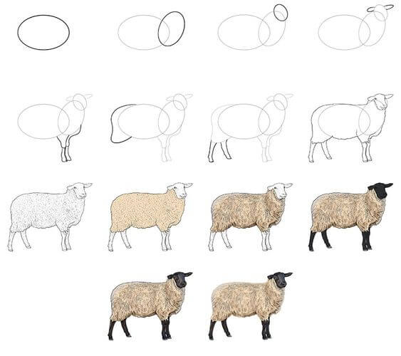 Desenhos de Ovelha realista