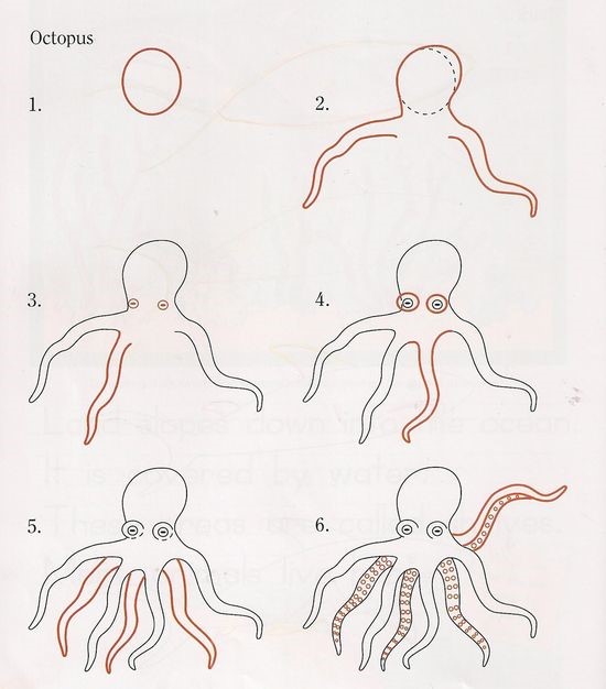 Desenhos de Polvo comum