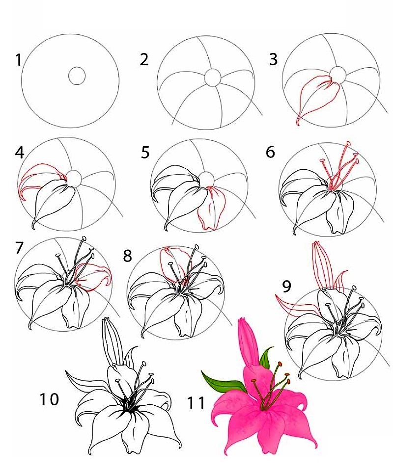 Desenhos de Uma flor de lírio passo a passo detalhada