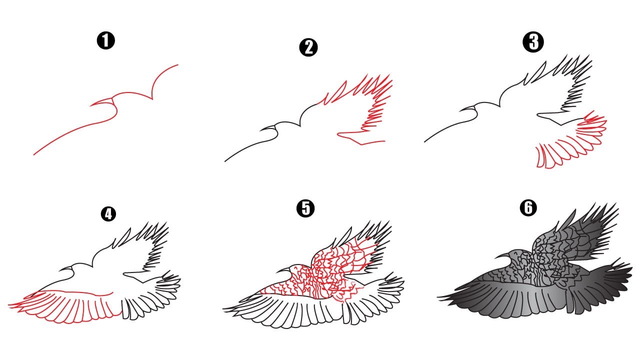 Desenhos de Ideia da águia 11