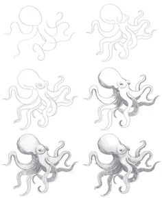 Desenhos de Polvo grátis
