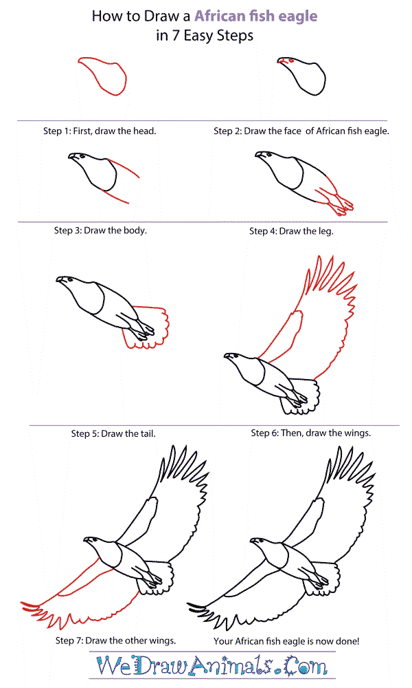 Desenhos de Um passo a passo detalhado da Eagle