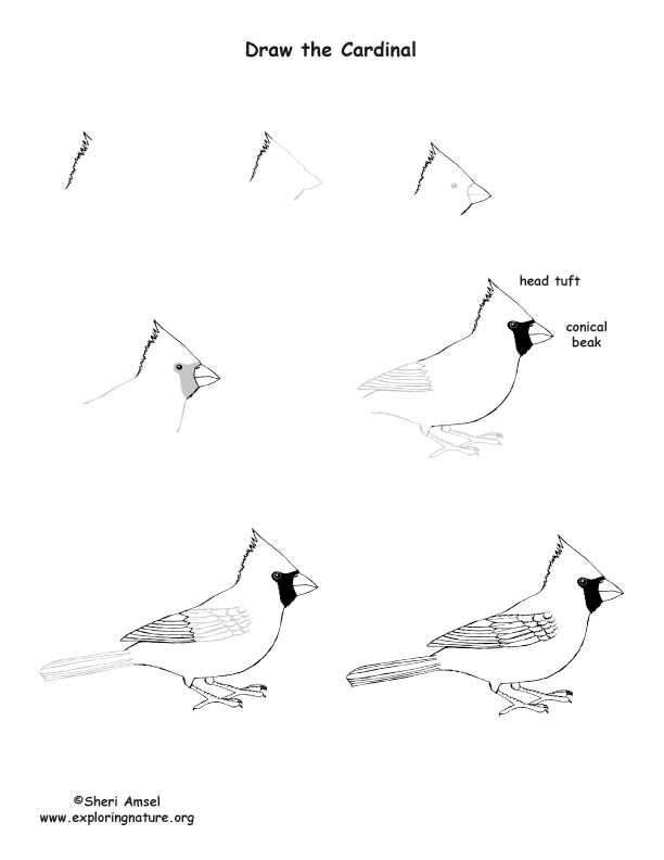 Desenhos de Esboço do Cardeal