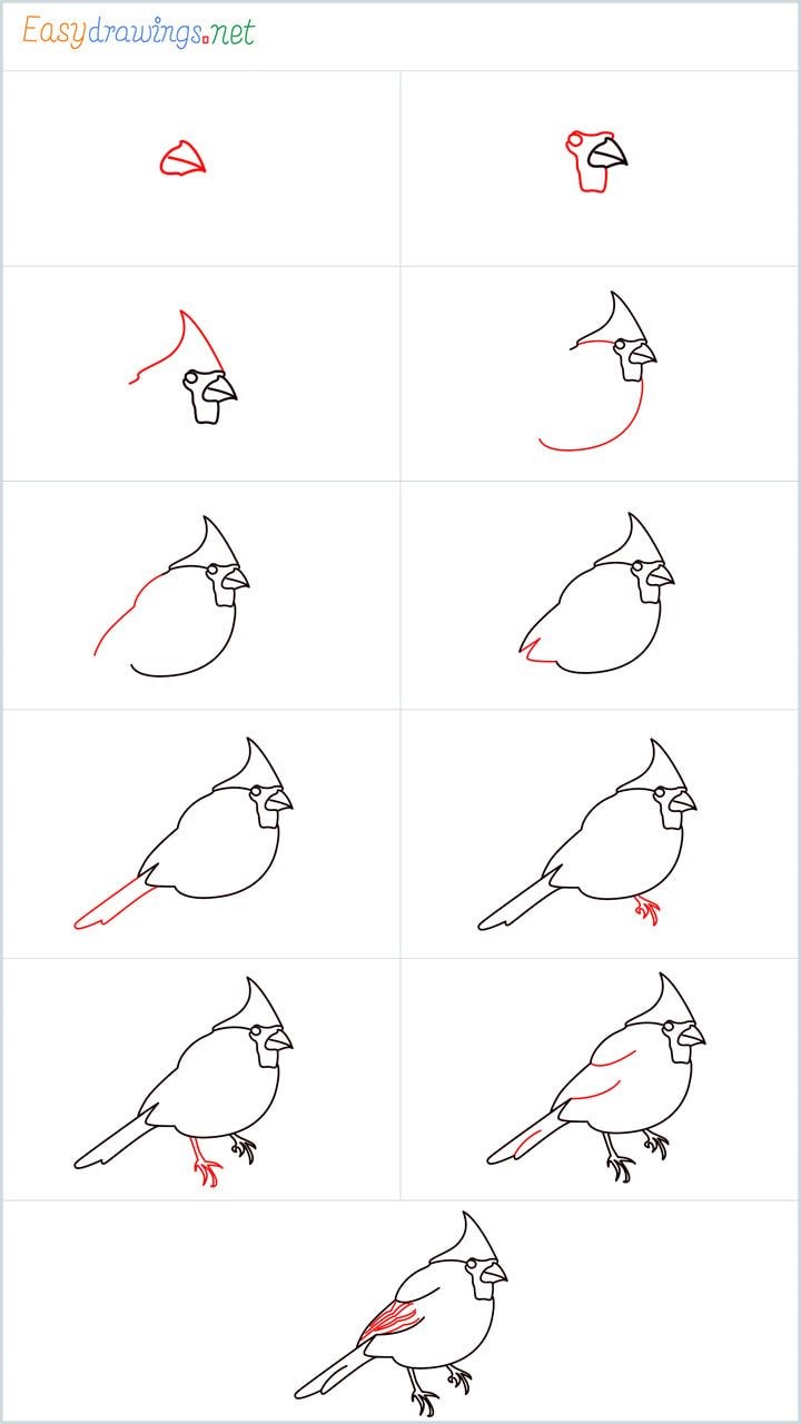 Desenhos de Fácil Cardeal
