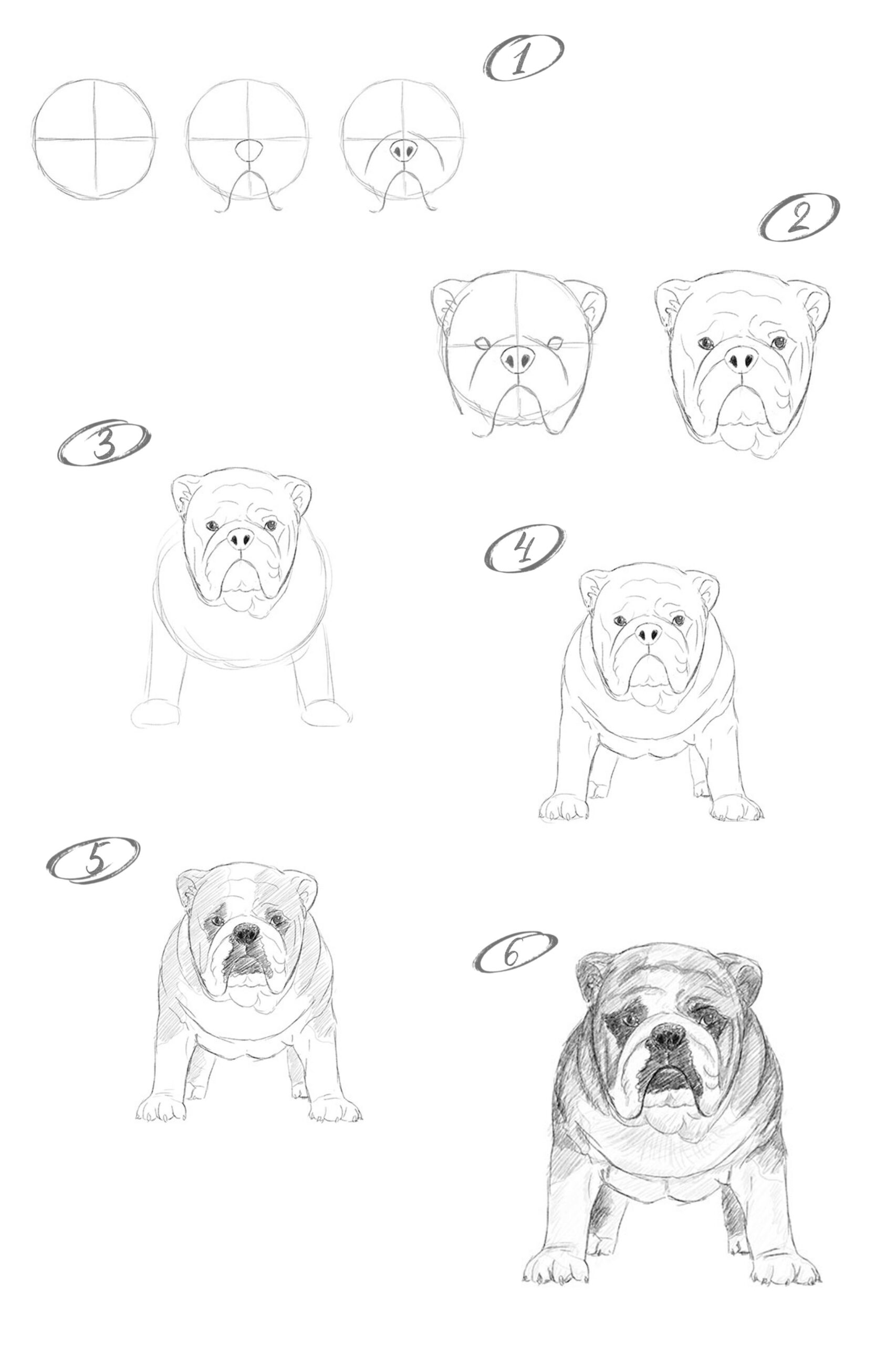 Desenhos de Ideias Bulldog 5