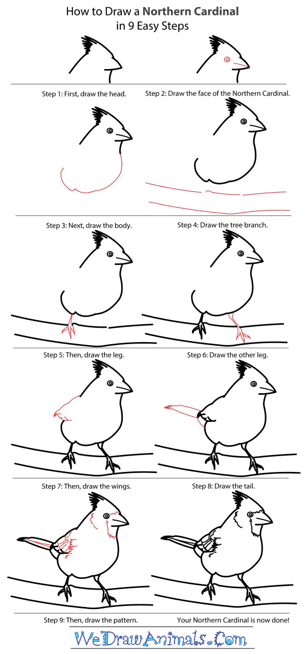 Desenhos de Um cardeal