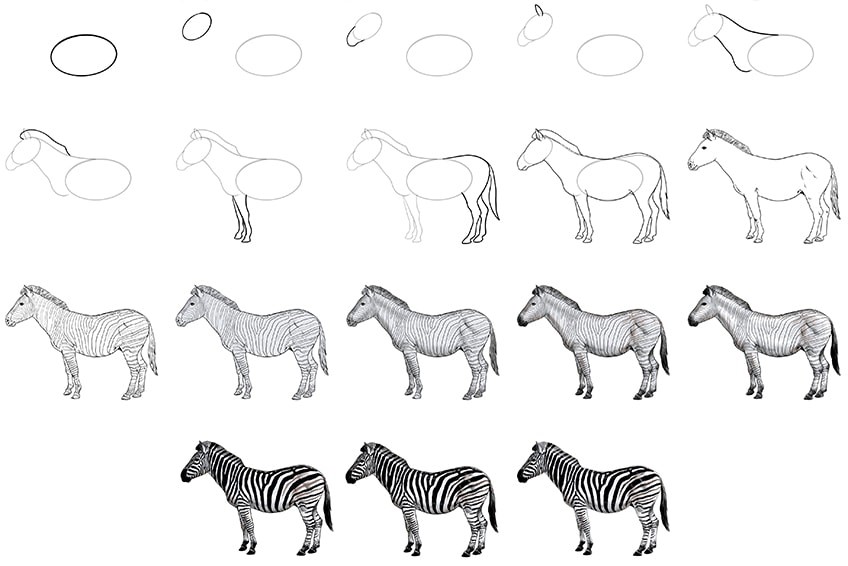 Desenhos de Um detalhe de zebra