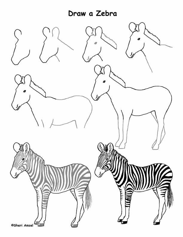 Desenhos de Zebras