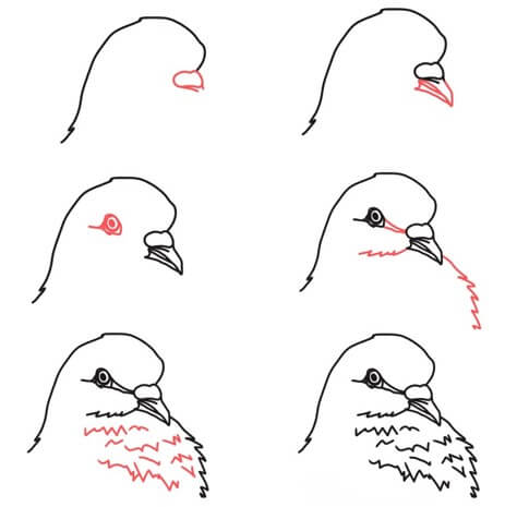 Desenhos de Cabeça de pomba