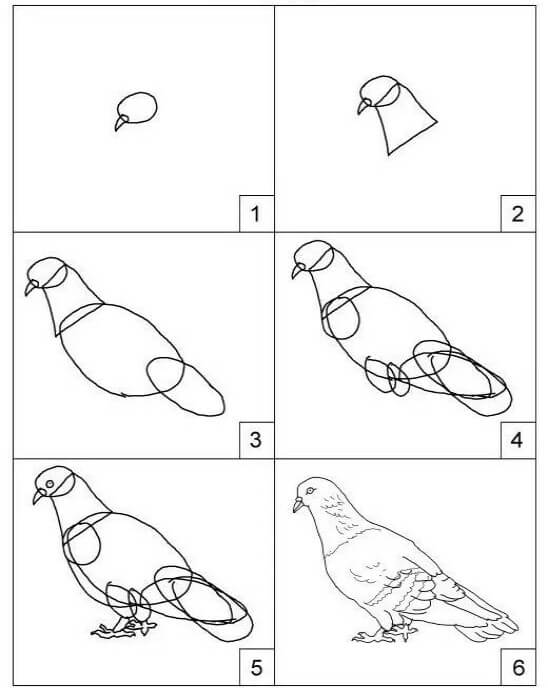 Desenhos de Detalhe da pomba