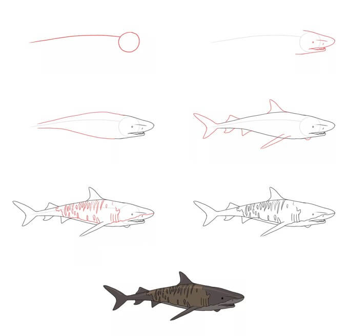 Desenhos de Tubarão-pardo