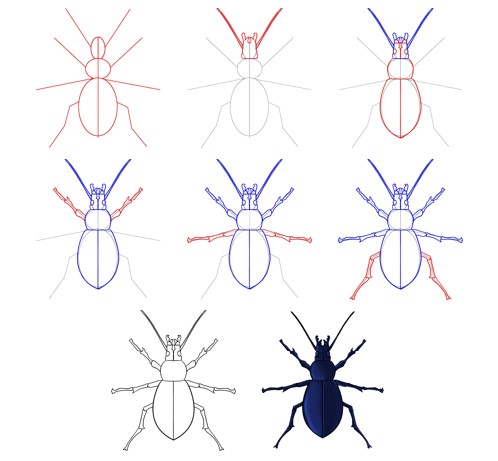 Desenhos de Besouro esguio