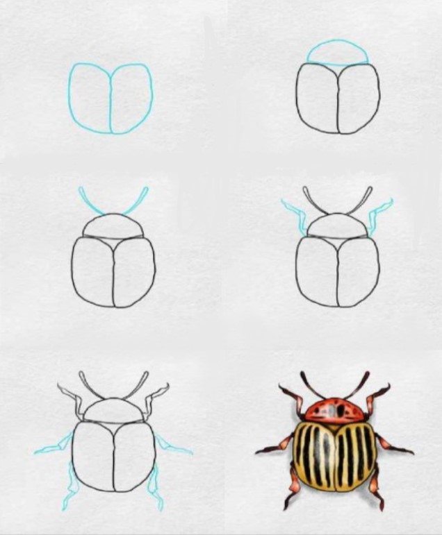Desenhos de Besouro realista