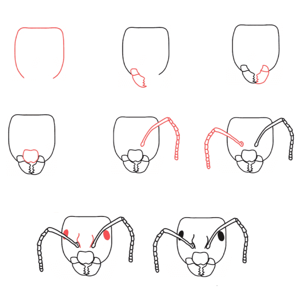 Desenhos de Cabeça de formiga