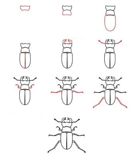 Desenhos de Detalhe de besouro