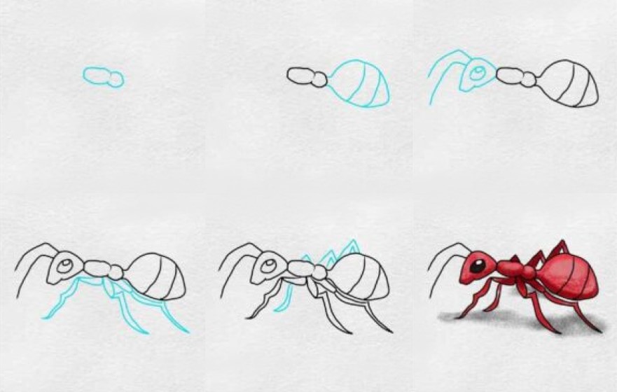 Desenhos de Formiga vermelha