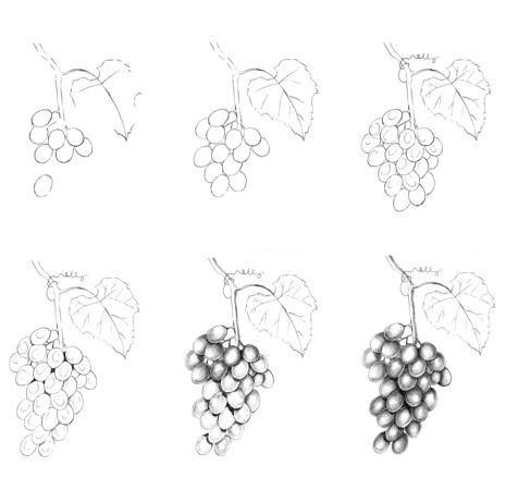 Desenhos de Ideia de cacho de uvas (5)