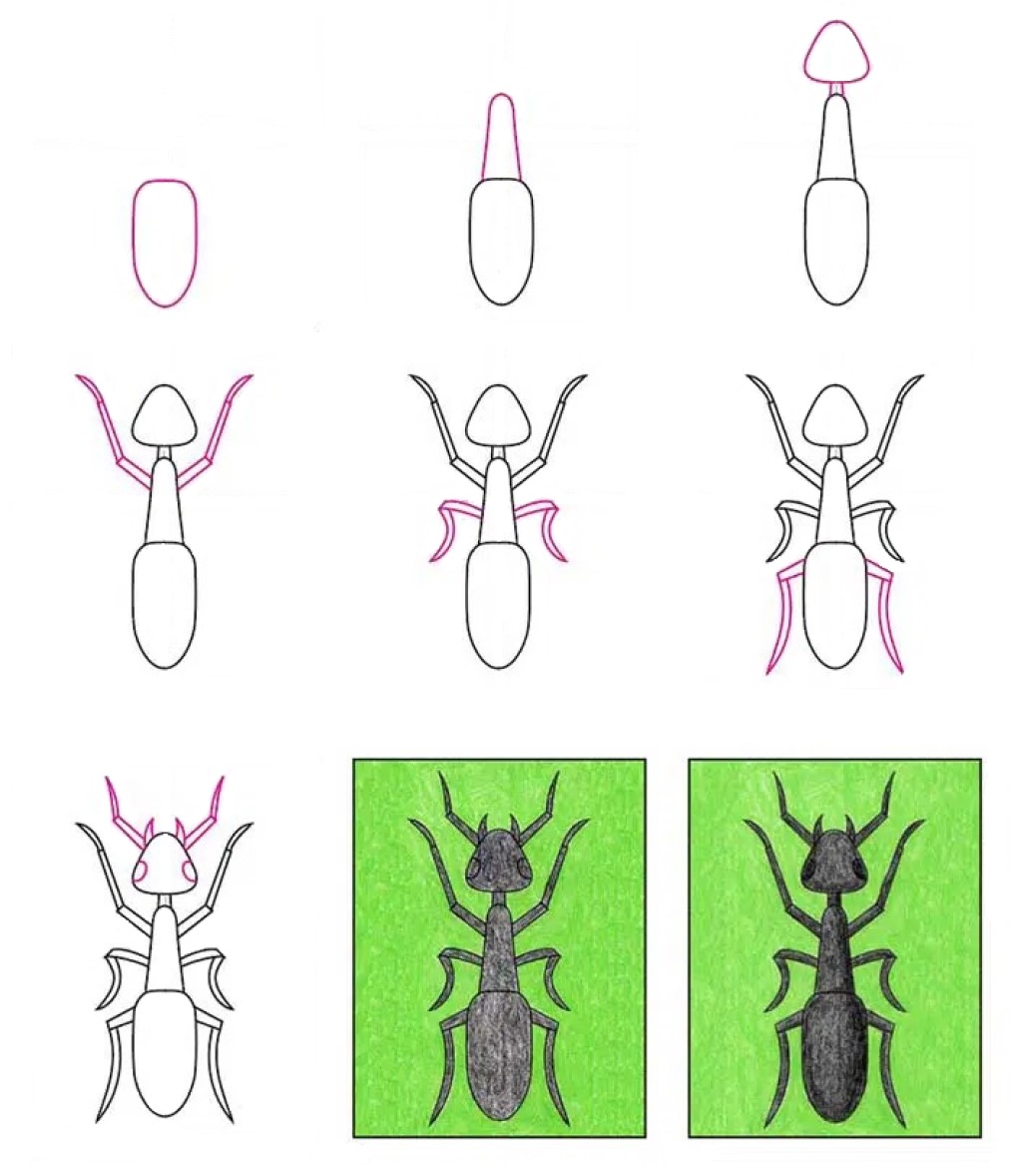 Desenhos de Impressão gratuita de formiga