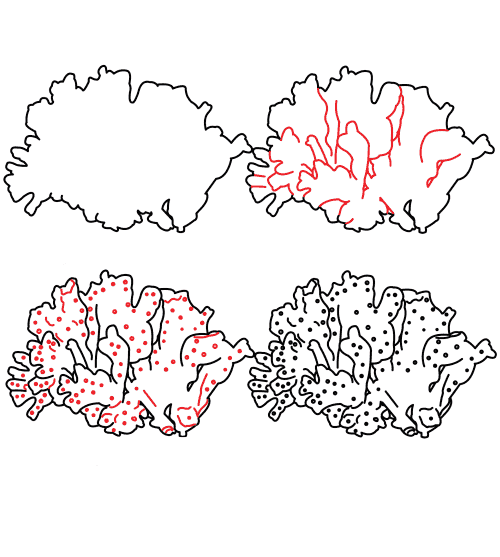 Desenhos de Pólipo de Coral