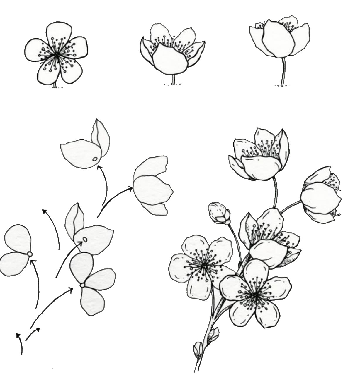 Desenhos de Flor de Cerejeira Perfeita