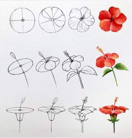 Desenhos de Flor de Hibisco