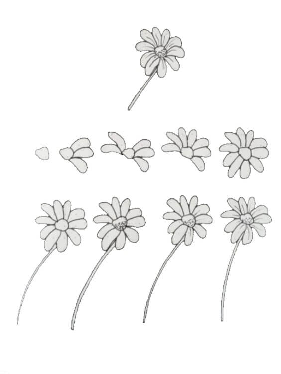 Desenhos de Flor de Margarida Pequena
