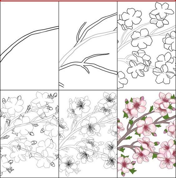 Desenhos de Foto de flores de cerejeira
