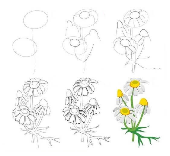 Desenhos de Planta de flor de crisântemo
