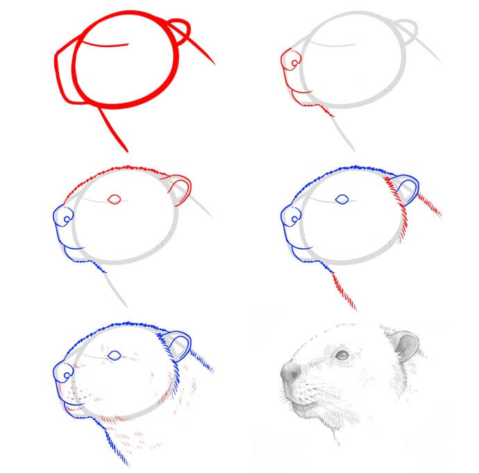 Desenhos de Cabeça de castor