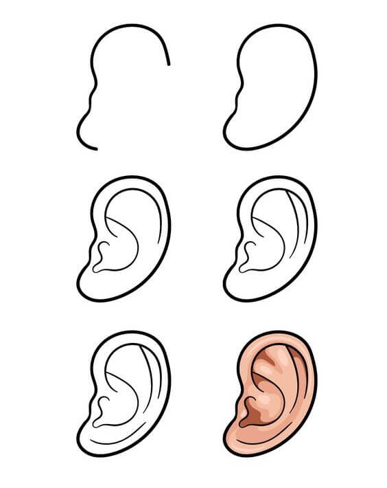 Desenhos de Orelha arredondadas